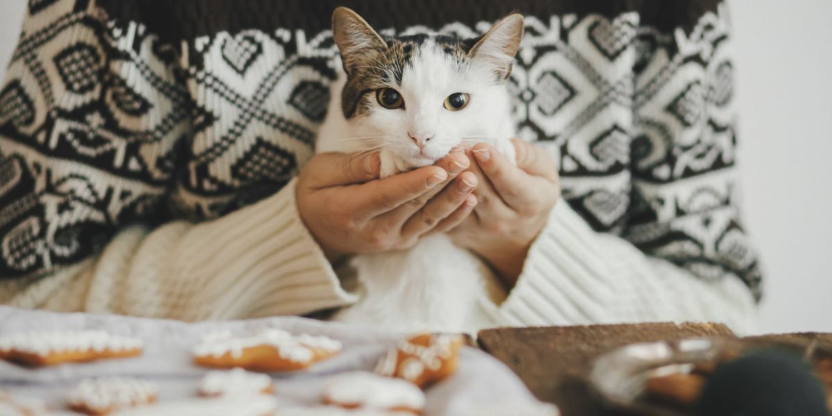 Gatto curioso vicino a un piatto di biscotti, che mostra interesse per l'ambiente circostante e forse per l'aroma invitante dei dolcetti.