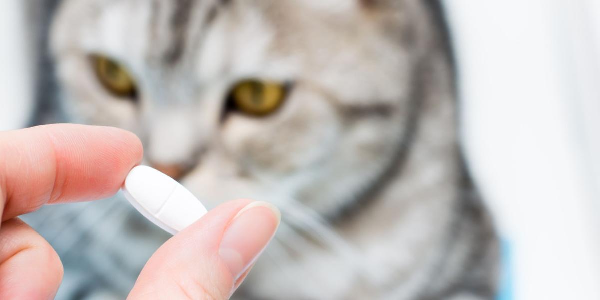 Somministrare un farmaco a un gatto