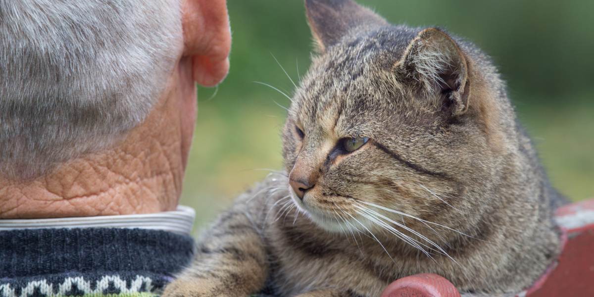 Un'immagine che raffigura una commovente interazione tra un gatto e un uomo anziano.