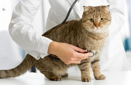 Con quale frequenza dovresti portare il tuo gatto dal veterinario?