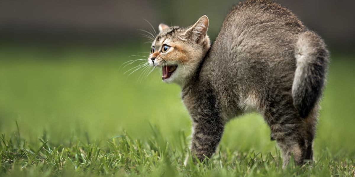 Immagine di un gatto che inarca la schiena.