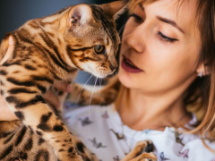 Cat with an alert and attentive expression