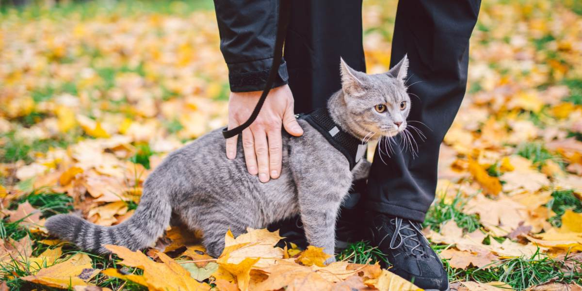 problemi comportamentali del gatto immagine in evidenza