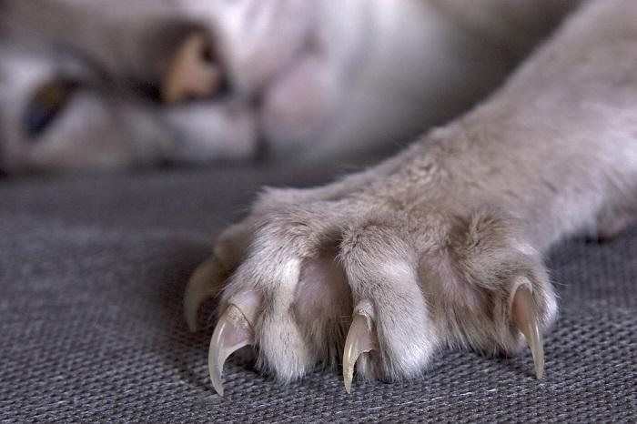 Primo piano dell'artiglio esteso di un gatto.