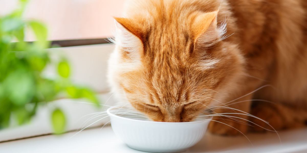 Gatto assetato che si gode un sorso d'acqua rinfrescante