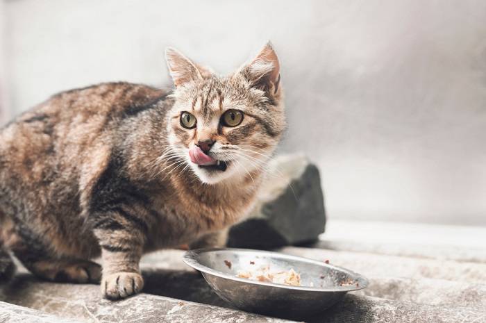 Immagine che raffigura un gatto con la bocca secca, sottolineando potenziali disagi o problemi di salute correlati all'idratazione o a condizioni mediche preesistenti.