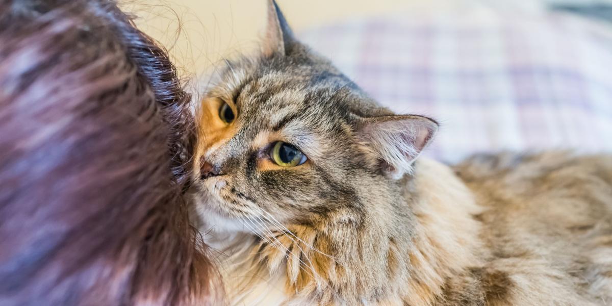 Mangiare i capelli umani è un comportamento comune tra i gatti.