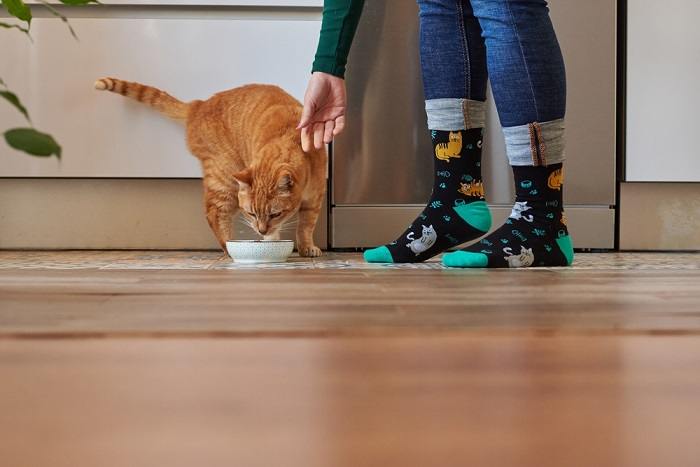 L'immagine ritrae un gatto e una donna mentre condividono un pasto, sottolineando il legame e l'interazione tra gli esseri umani e i loro compagni felini.