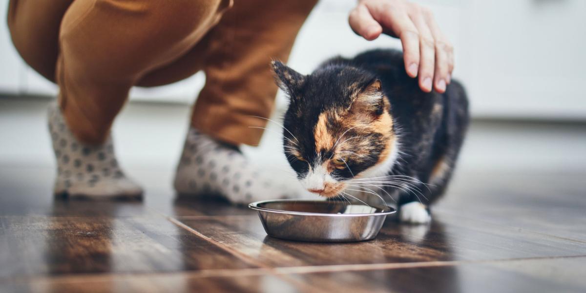 Gatto che mangia in una ciotola