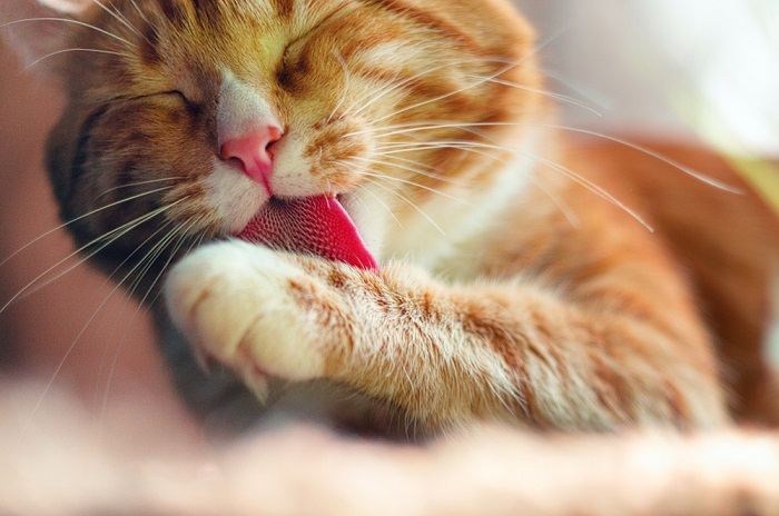 Un bellissimo gatto arancione e bianco che si pulisce meticolosamente il pelo con la lingua, dimostrando un senso di pulizia e cura di sé.