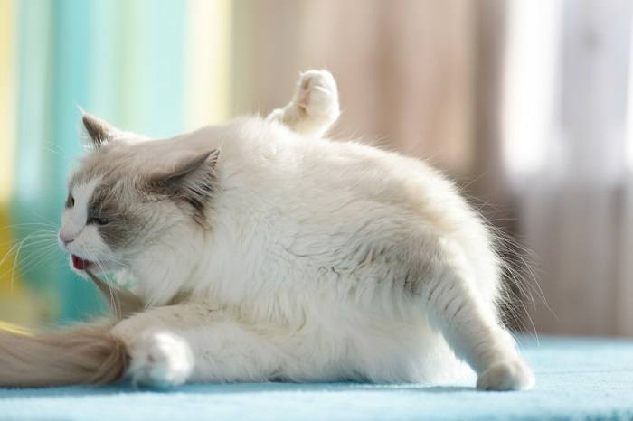 Un gatto che si pulisce, dimostrando la cura e l'igiene tipiche dei felini.