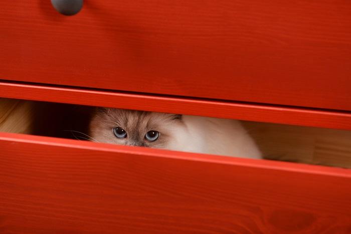 Un gatto nascosto in un cassetto: un comportamento comune tra i felini quando cercano un posto tranquillo e sicuro.