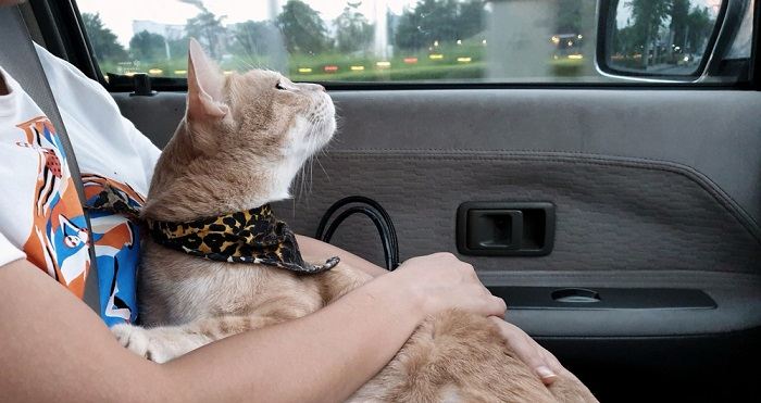 Un gatto in macchina, a sottolineare la necessità di un trasporto sicuro e protetto quando si viaggia con dei compagni felini.