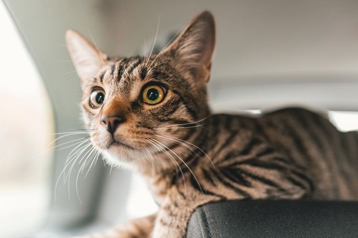 Un gatto in macchina, a dimostrazione della necessità di un trasporto sicuro e senza stress per i compagni felini durante il viaggio.