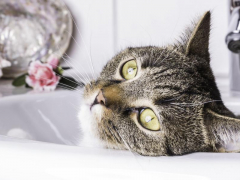 An amusing image featuring a cat comfortably nestled inside a sink.