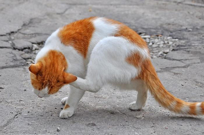 Un'immagine che ritrae un gatto con un orecchio che gli prude, probabilmente mentre si gratta o inclina la testa in risposta al fastidio, evidenziando il problema comune dell'irritazione dell'orecchio nei felini.