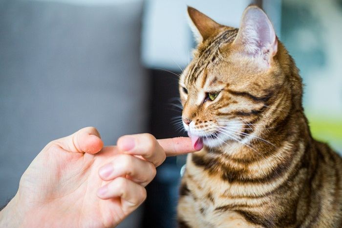 Immagine di un gatto che lecca le mani di una persona, in un gesto di fiducia, affetto e cura.