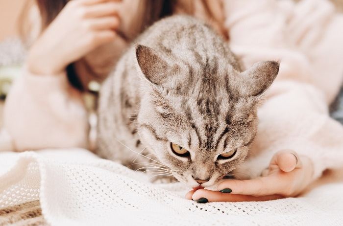 Gatto che lecca affettuosamente la mano di una donna