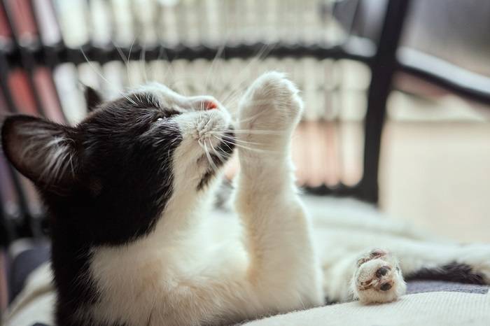 Immagine di un gatto che lecca affettuosamente il muso di un altro gatto, dimostrando un legame sociale e un comportamento di pulizia.