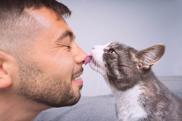 gatto che lecca o bacia il naso del proprietario