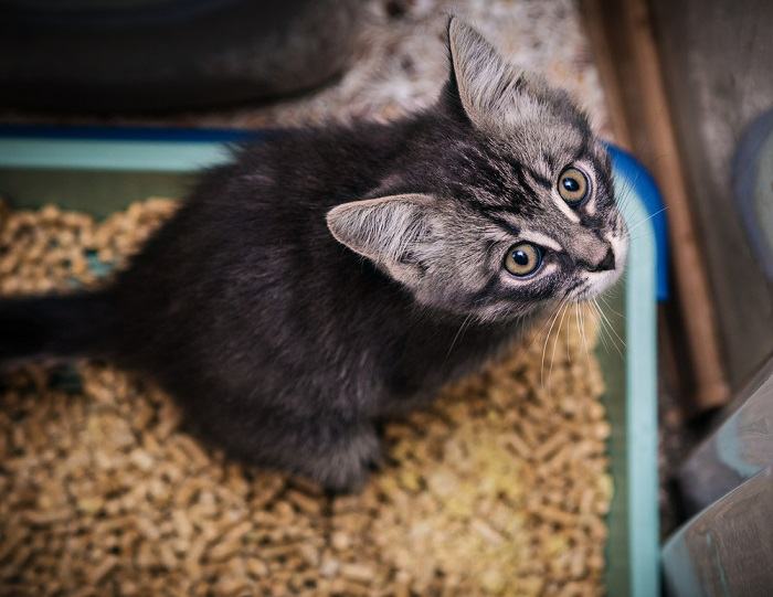 Gatto che fa pipì nella lettiera