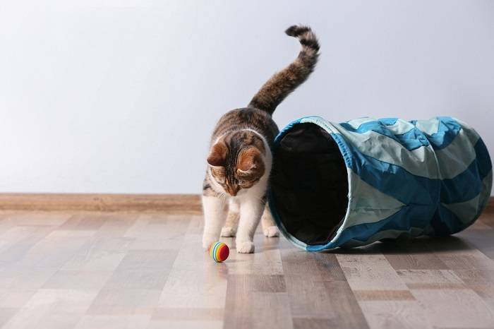 Un'immagine che ritrae un gatto giocoso in movimento, probabilmente impegnato a rincorrere o a balzare su un giocattolo, esemplificando la natura energica e divertente del gioco felino.