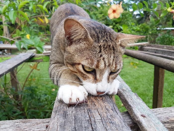 Gatto che graffia un oggetto