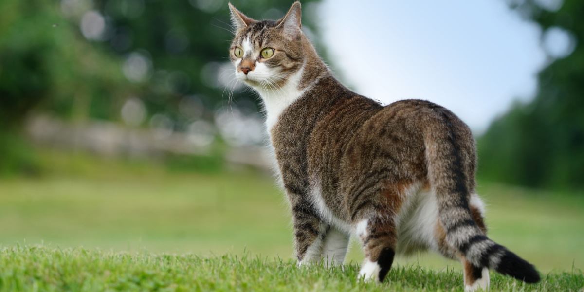 Immagine di un gatto che mostra il suo spiccato senso per individuare il maltempo.