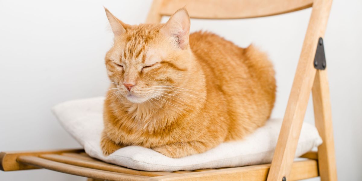 Immagine di un gatto che dorme pacificamente su una sedia, simbolo di relax e tranquillità in un luogo accogliente.