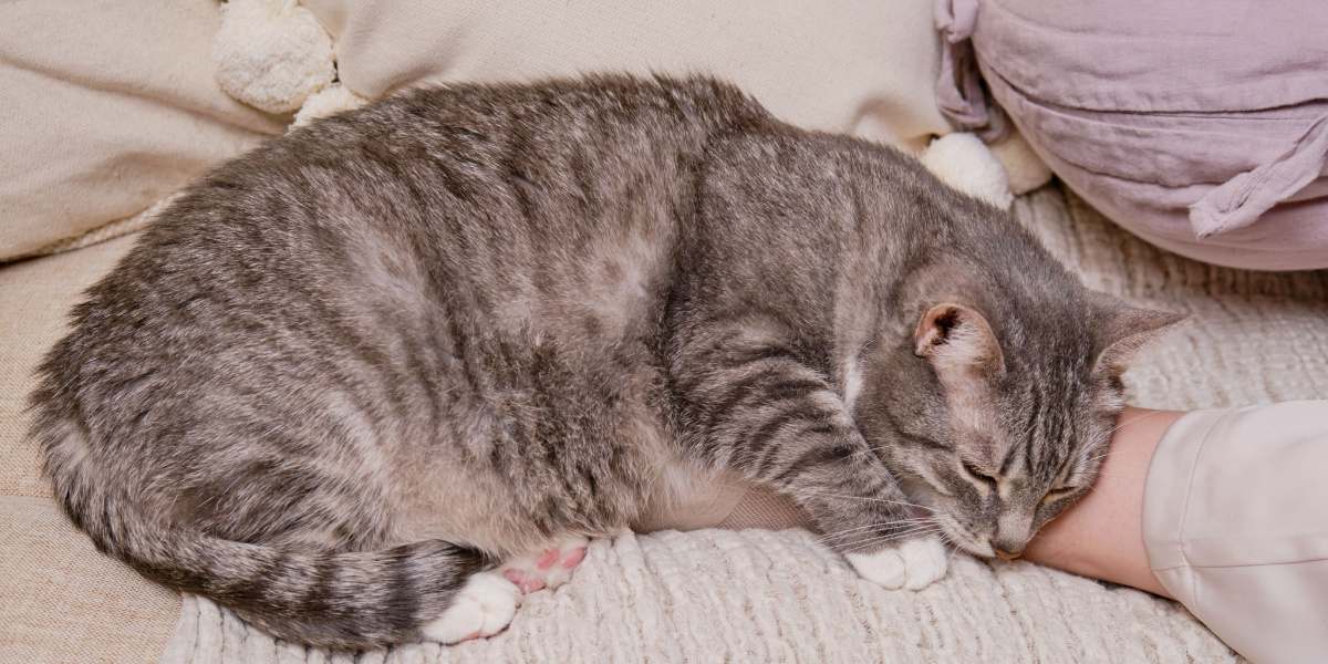 Un'immagine tranquilla di un gatto che dorme profondamente, che esemplifica lo stato sereno e rilassato di un felino a riposo.