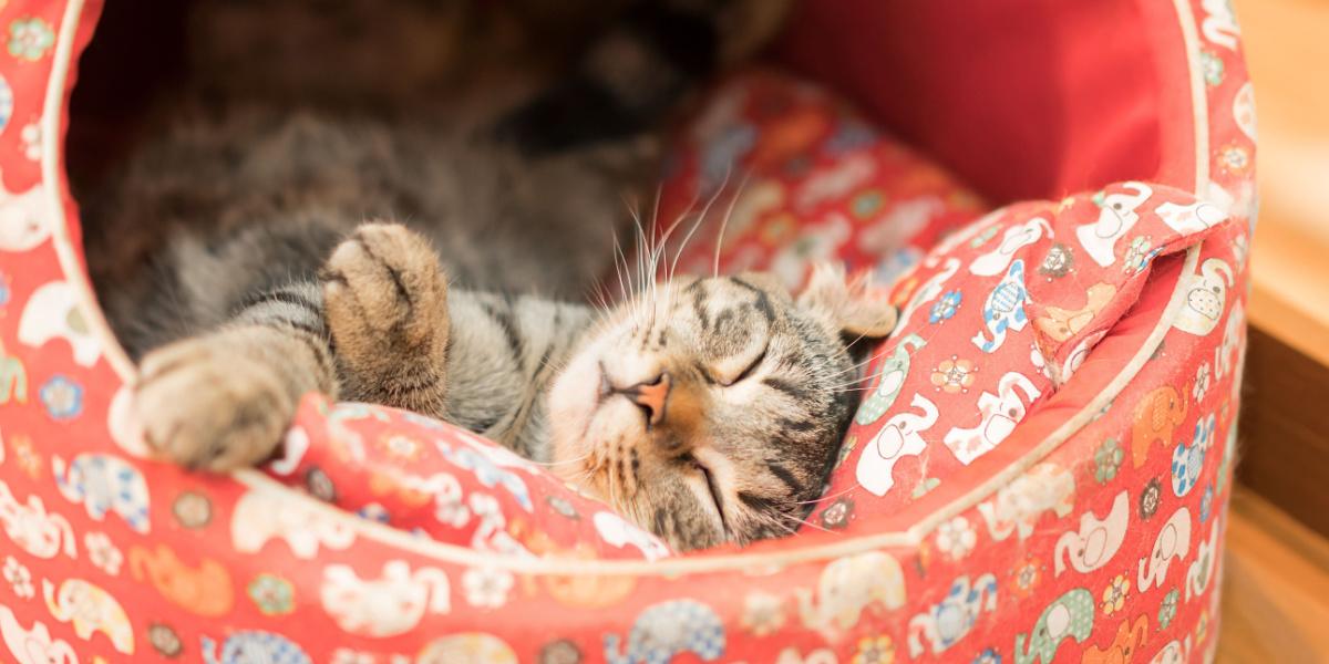 Un gatto dorme pacificamente nella sua comoda cuccia.