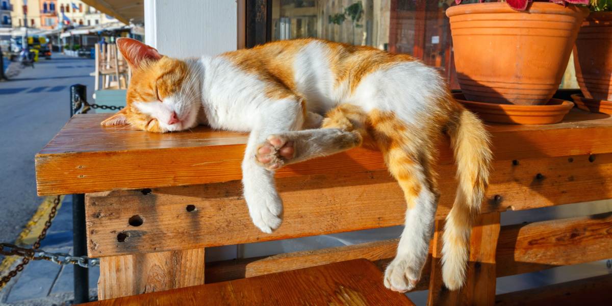 il gatto dorme su una panchina