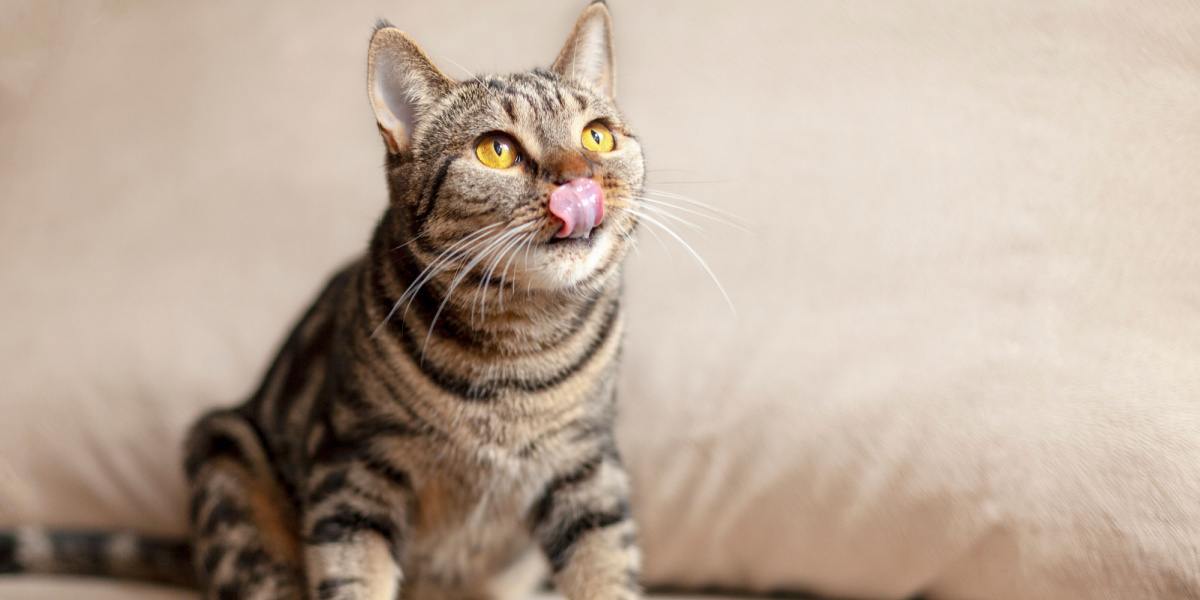 Immagine di un gatto che tira fuori la lingua in modo giocoso, catturando un momento spensierato e accattivante.