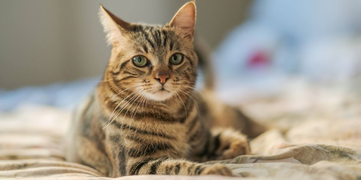 Fotografia che ritrae un gatto mentre trema o muovendosi con scosse.