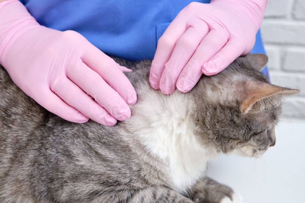 controllo della zecca sul gatto