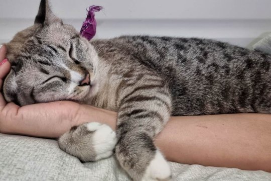 10 Segnali che il tuo gatto è ossessionato da te