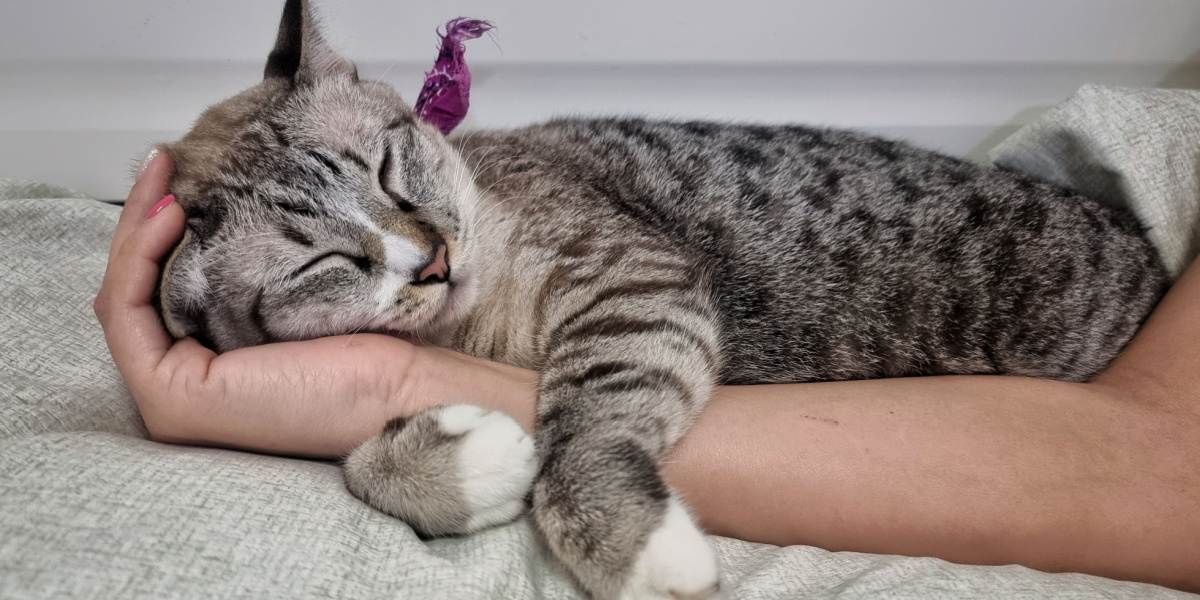 faccia di un giovane gatto soriano che dorme sulla mano del proprietario