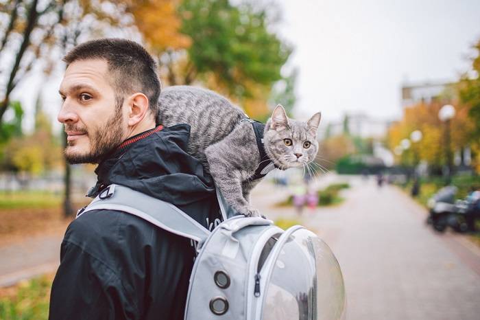 Gatto grigio e uomo insieme.