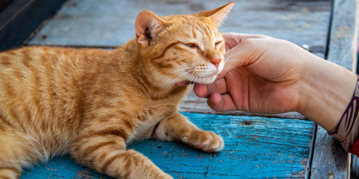 L'immagine di un gioioso gatto rosso che trasuda felicità, con un'espressione luminosa e forse la coda sollevata, che irradia contentezza ed energia positiva.