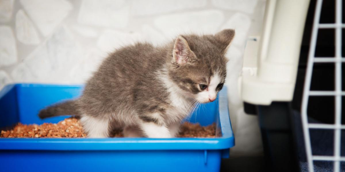 Un gattino giovane e adorabile raffigurato all'interno di una lettiera pulita, che mostra il suo comportamento istintivo di usare la lettiera per l'eliminazione. L'immagine cattura l'innocente curiosità del gattino e l'introduzione alle corrette abitudini igieniche feline.