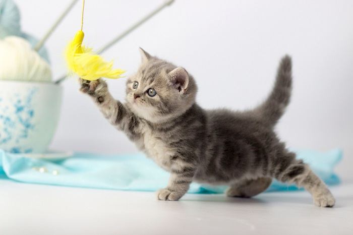 Immagine di una persona che gioca con un gattino.