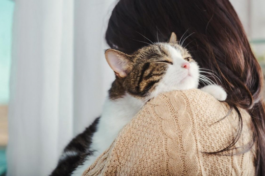 I gatti sono possessivi nei confronti dei loro padroni?