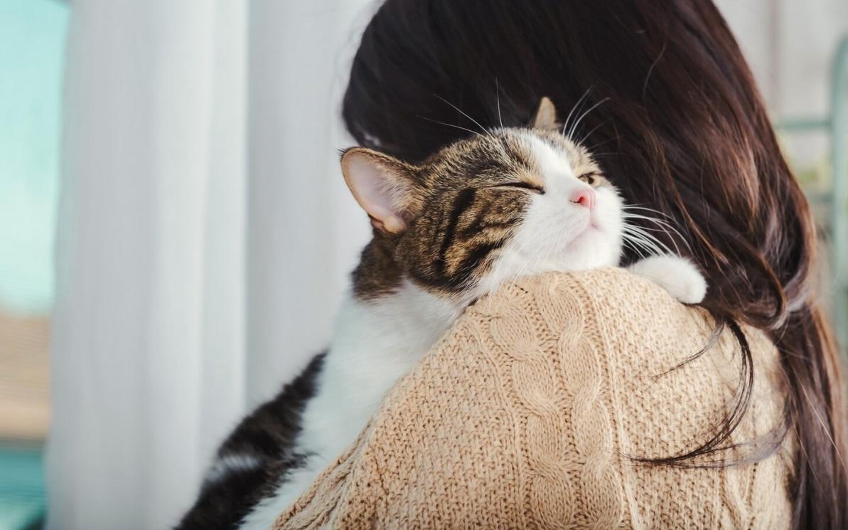 Un'immagine che illustra il comportamento possessivo nei gatti, sottolineando la loro natura territoriale e l'attaccamento a determinati oggetti o spazi.