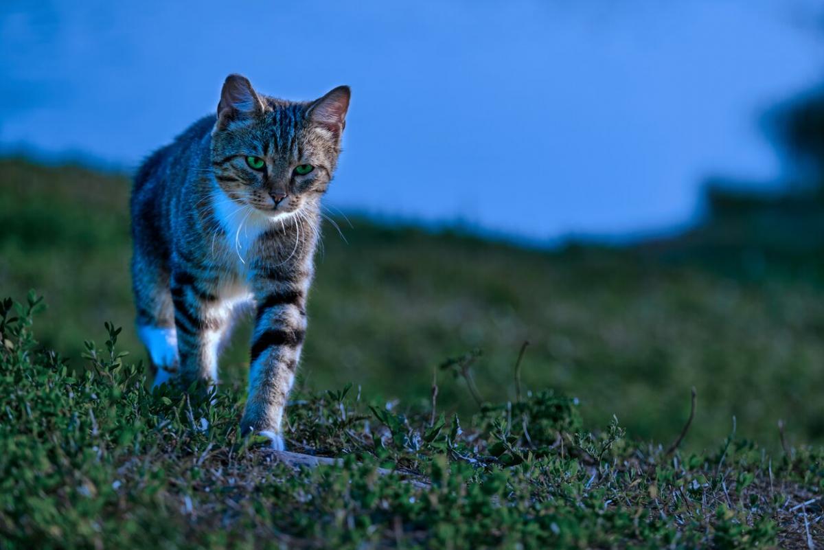 I gatti possono sonnambulare?