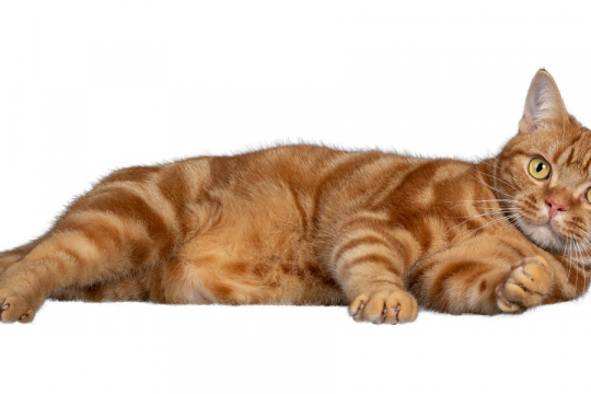 Cosa si può dare a un gatto quando ha mal di stomaco?