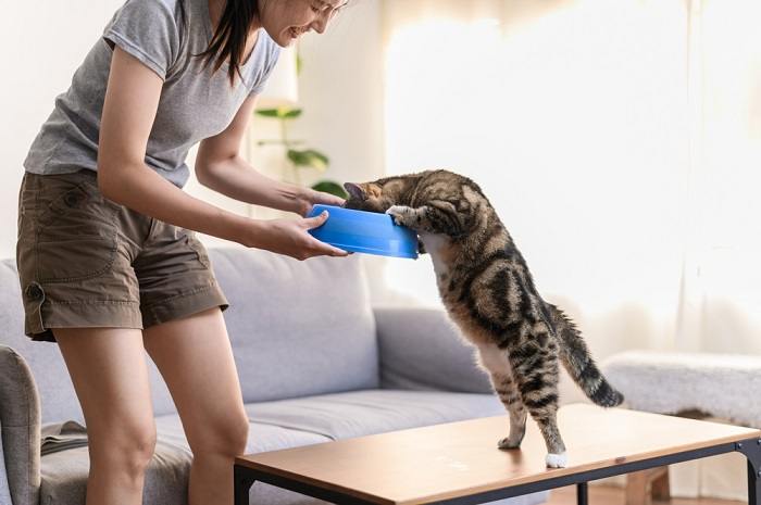 Una donna e un gatto mangiano insieme, a dimostrazione del legame tra un gatto e il suo padrone durante il pasto.