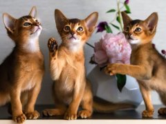 Abyssinian kittens play