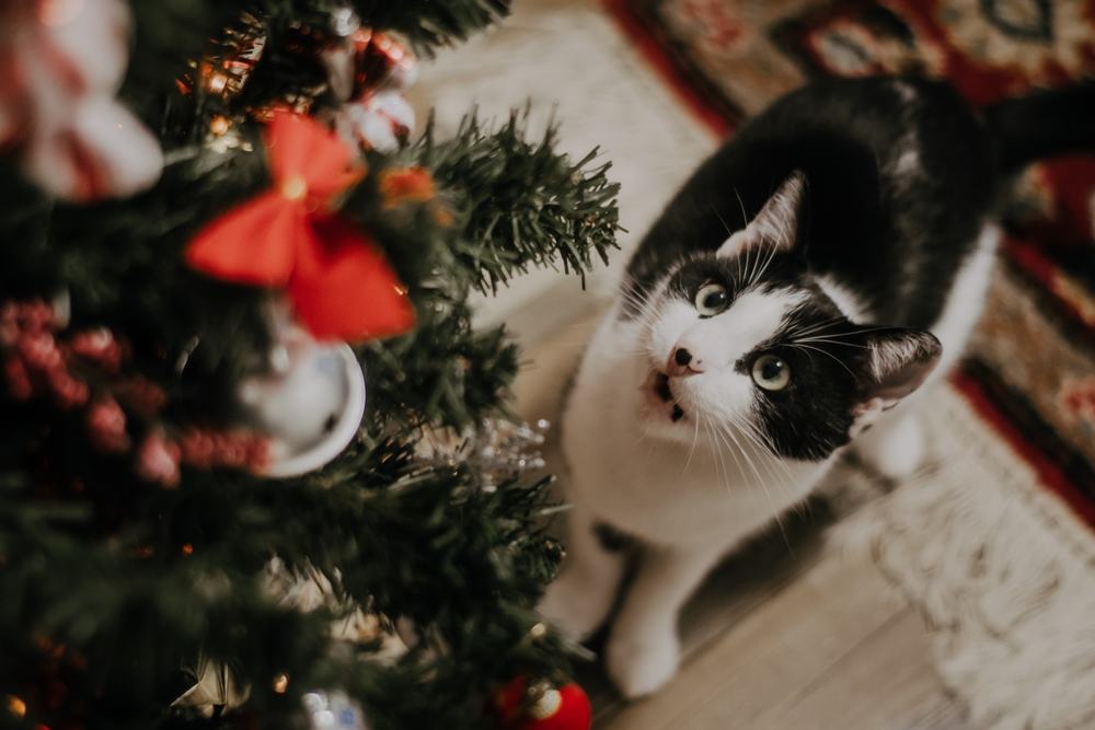 Gatto bianco e nero che guarda un albero di Natale decorato