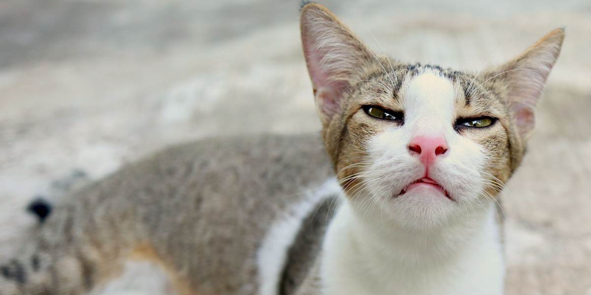 Un'immagine che affronta la presenza di infezione da Bordetella nei gatti