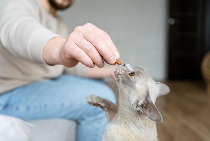 Il gatto birmano riceve dolcetti